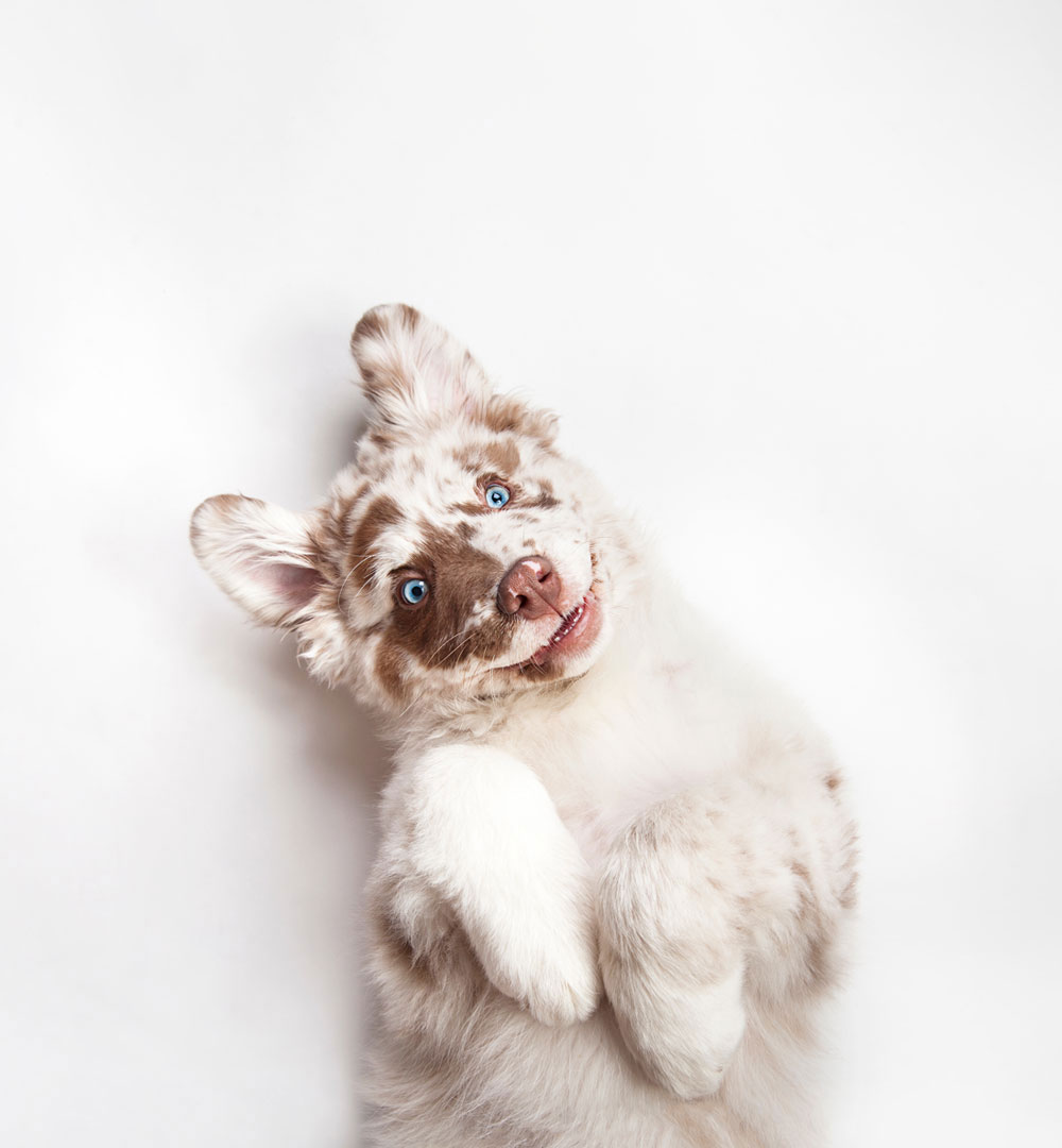 Shock Collars Vet in Bennington Bennington Animal Hospital